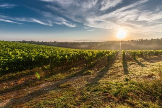 Our Italian Wine Selection